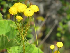 Chrysocoma coma-aurea