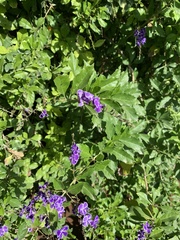 Duranta erecta