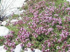 Thymus striatus acicularis