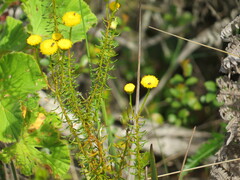 Chrysocoma coma-aurea