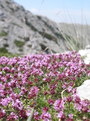 Thymus striatus acicularis