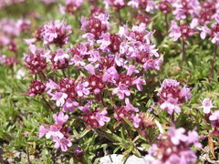 Thymus striatus acicularis
