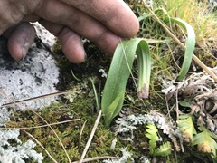 Thelymitra