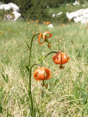 Lilium carniolicum