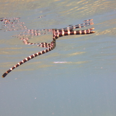 Laticauda saintgironsi