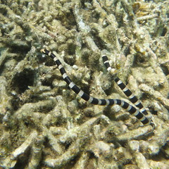 Laticauda saintgironsi