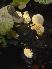 Inonotus