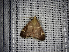 Stemmatophora valida