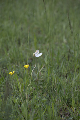 Anemonoides sylvestris