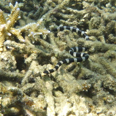 Laticauda saintgironsi