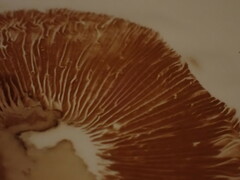 Paxillus ammoniavirescens