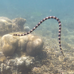 Laticauda saintgironsi