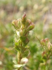 Veronica saturejoides