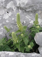 Teucrium arduini