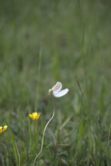 Anemonoides sylvestris