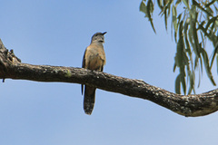 Cacomantis variolosus