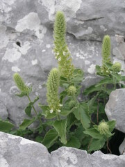 Teucrium arduini