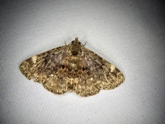 Diomea cremata