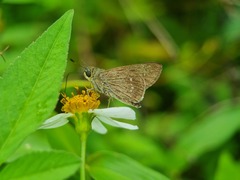 Borbo cinnara
