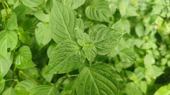 Dicliptera chinensis