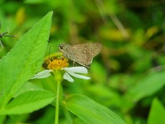 Borbo cinnara