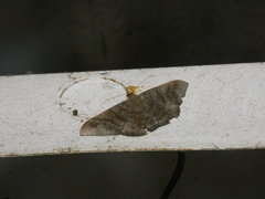 Sphacelodes vulneraria