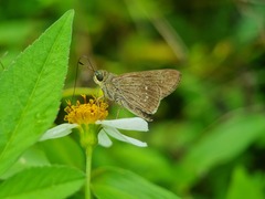 Borbo cinnara