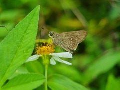 Borbo cinnara
