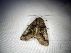 Protomiselia bilinea