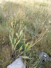 Knautia dinarica