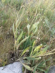 Knautia dinarica