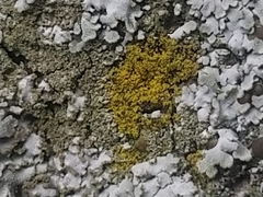 Candelariella xanthostigma