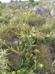 Knautia dinarica