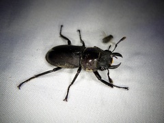 Dorcus rectus rectus