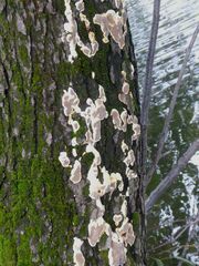 Inonotus