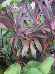 Cordyline fruticosa