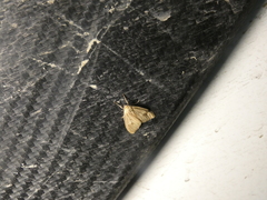 Agaraea minuta