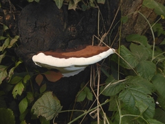 Ganoderma adspersum
