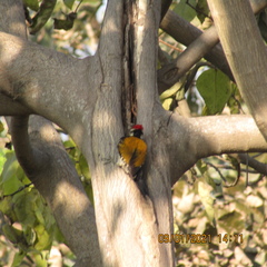 Dinopium benghalense