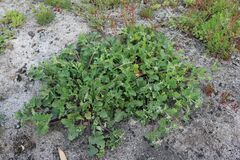 Pelargonium althaeoides