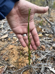 Comesperma calymega