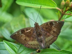 Euthalia monina