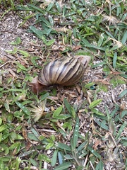 Lissachatina immaculata