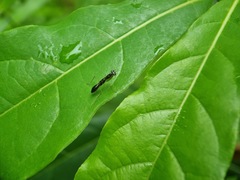 Odontomantis planiceps