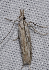 Catoptria