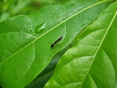 Odontomantis planiceps