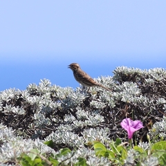Emberiza pusilla