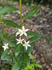 Crowea angustifolia