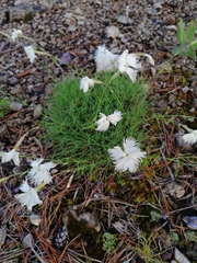 Dianthus acicularis