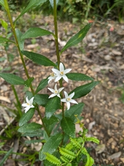 Crowea angustifolia